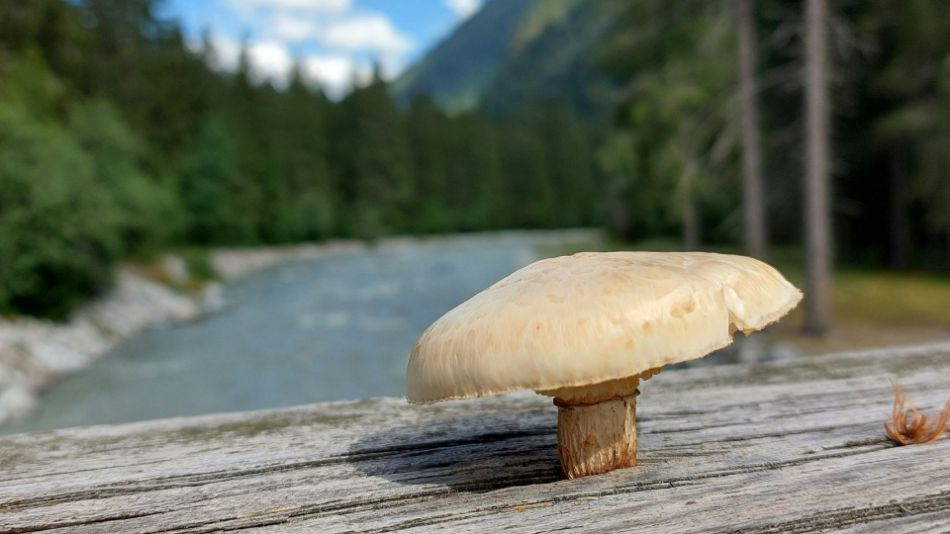 Eau : comment la purifier avec des champignons